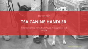 TSA Canine Handler Hiring Process: Complete Guide